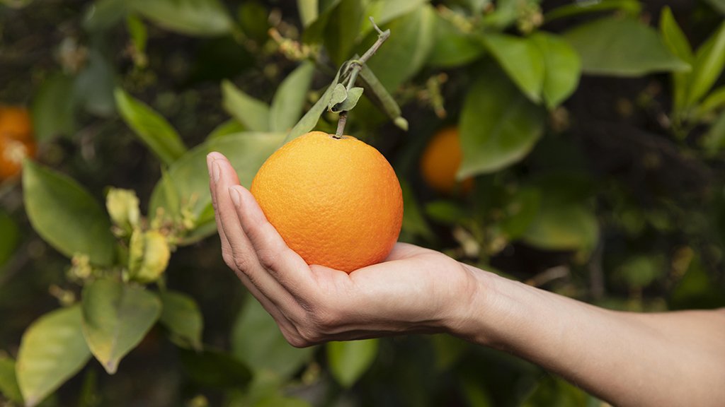 naranja agria